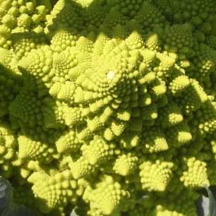 Chou Fleur Romanesco