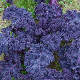 Chou Kale Frisé Rouge