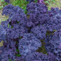 Chou Kale Frisé Rouge