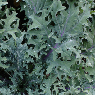 Chou Kale Rouge de Russie