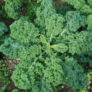 Chou Kale Westlandse Winter