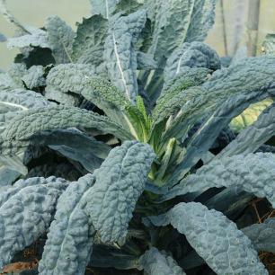 Chou Palmier Nero di Toscana