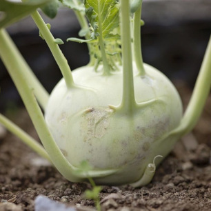 Chou Rave Superschmelz