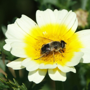 Chrysanthème Comestible