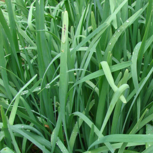 Ciboulail