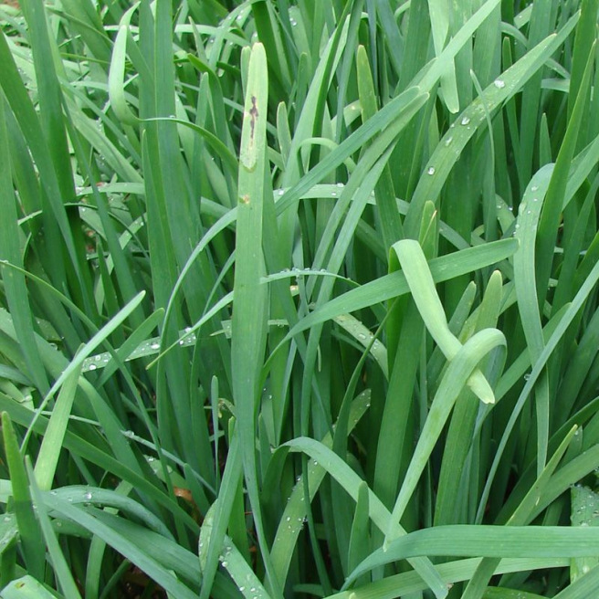 Ciboulail Ciboulail