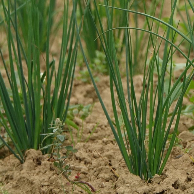 Chives Chives