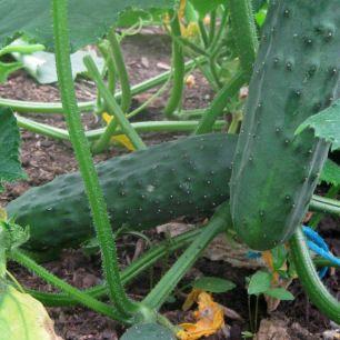 Komkommer Marketmore