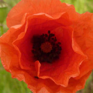 Coquelicot