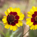 Coréopsis tinctoria
