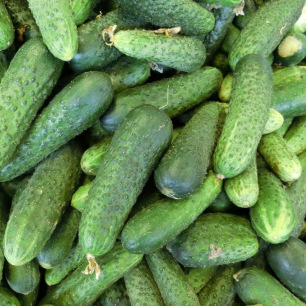 Cornichon Fin de Meaux