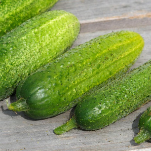 Cornichon Rhinish Pickling