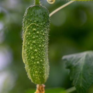 Cornichon Vert Petit de Paris