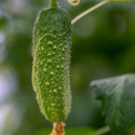 Cornichon Vert Petit de Paris