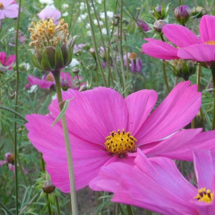 Cosmos Mélange de Couleurs