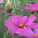 Cosmos Mélange de Couleurs