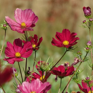 Cosmos Rubenza