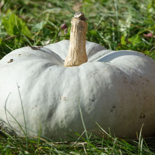 Blue Hungarian Squash