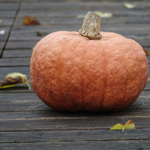 Pompoen Buttercup Australien Butter