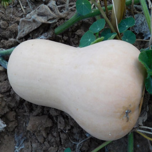 Butternut pompoen Butternut Nutterbutter