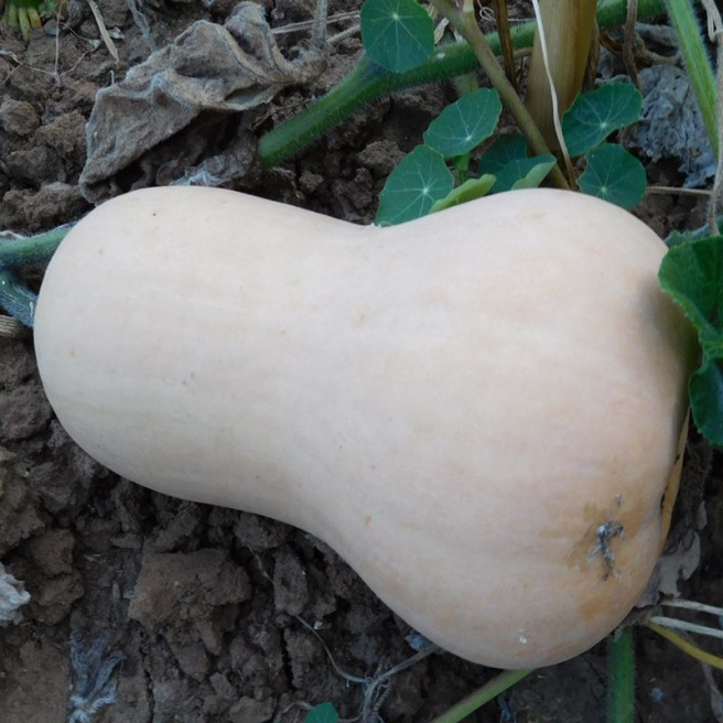 Courge Butternut Nutterbutter