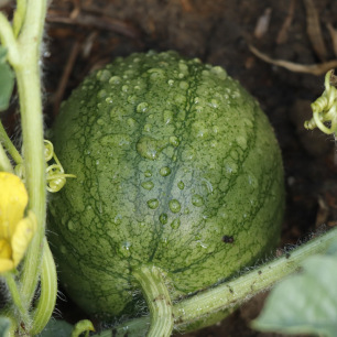 Courge de Siam