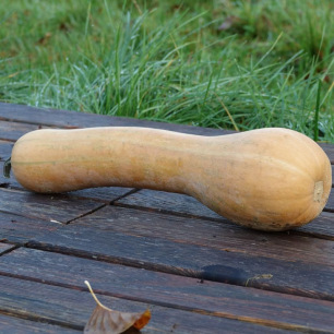 Pompoen Longue de Nice