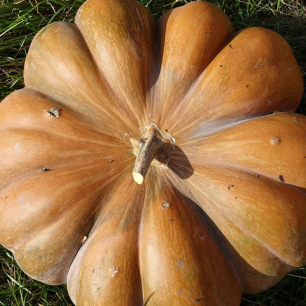 Courge Musquée de Provence