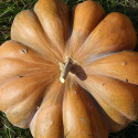 Courge Musquée de Provence