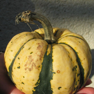 Courge Patidou Sweet Dumpling