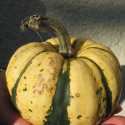 Courge Patidou Sweet Dumpling
