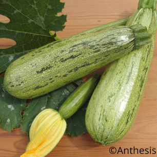 Courgette Caserta