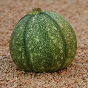 Courgette de Nice à Fruit Rond