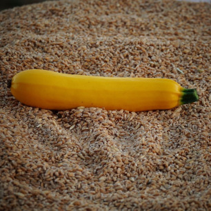Courgette Goldrush