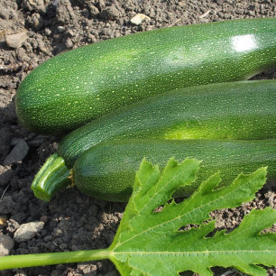 Courgette Zuboda