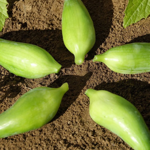 Olijfkomkommer  Caigua