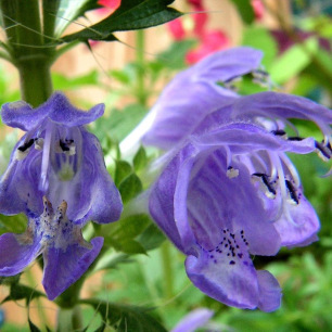 Dracocéphale de Moldavie Tête de Dragon