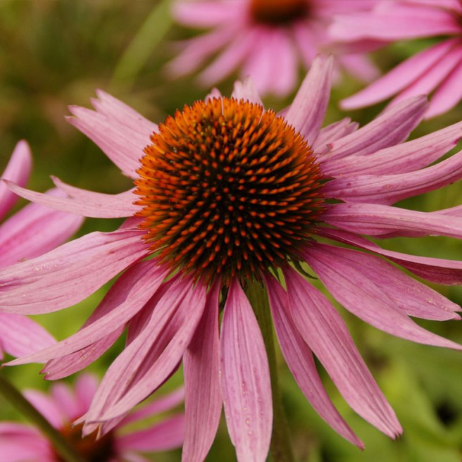 Purple Coneflower (Echinacea)