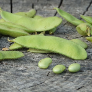 Soja Edamame Chiba Green