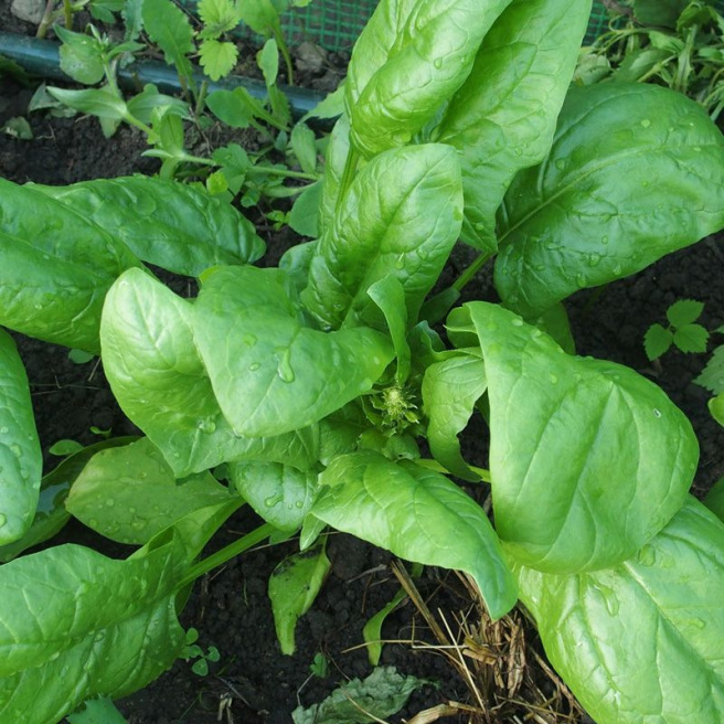 Giant Winter Spinach