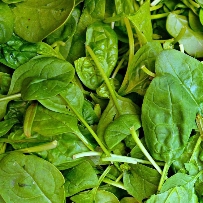 Early Giant Spinach Early Giant Spinach