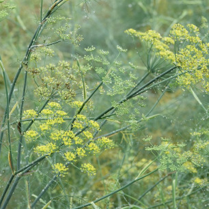 Fenouil Sauvage