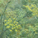 Fenouil Sauvage
