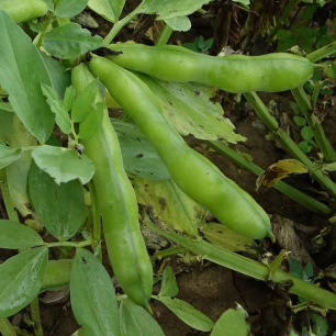 Fève des Marais Ratio