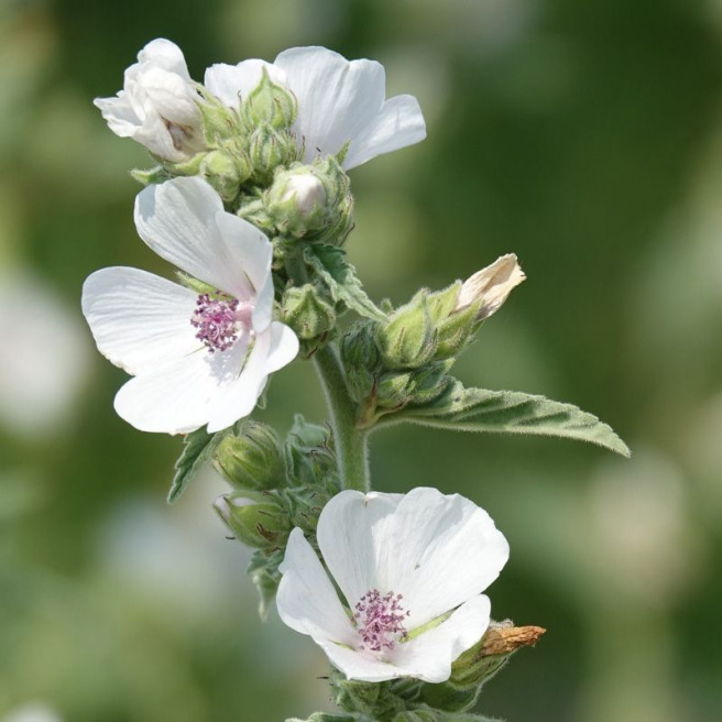 Marshmallow | Organic and Reproducible Seeds | Cycle en Terre