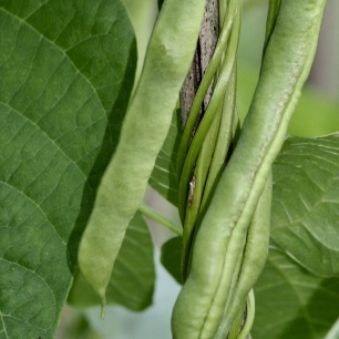 Haricot à Rame Mangetout Neckarkönigin