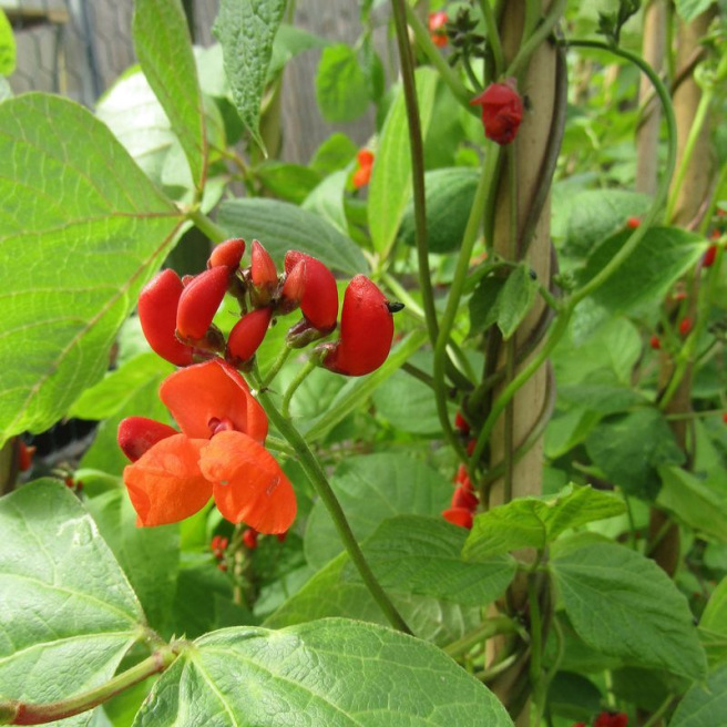Prijswinner Scarlet Runner Bean Prijswinner Scarlet Runner Bean