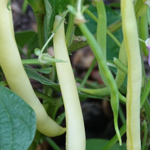 Haricot Nain Mangetout Beurre Creso