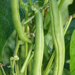 Dwarf Snap Bean La Victoire