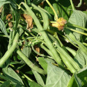 Dwarf French Bean Maxi